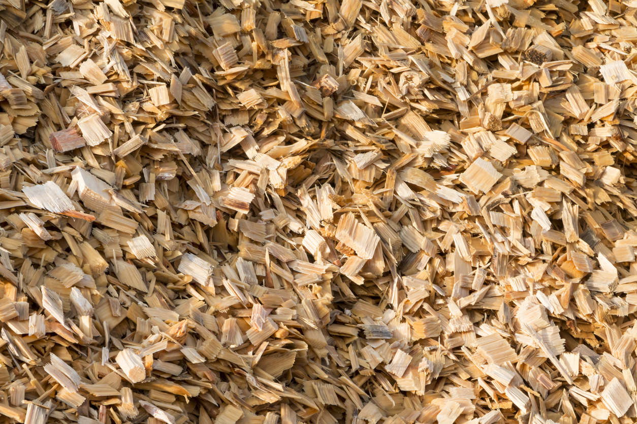 Freshly cut green wood chips - raw material for pulp and paper production.