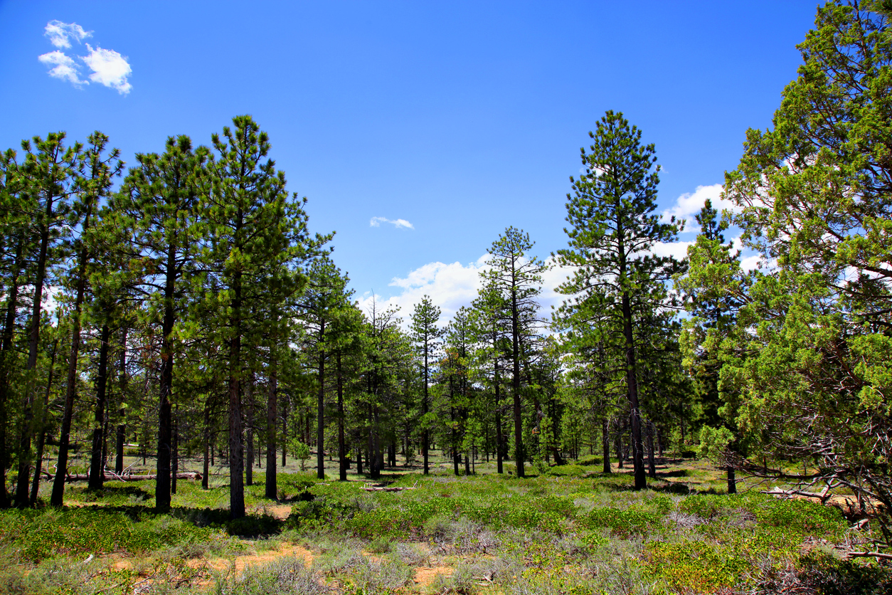Ponderosa Pine forest in Bryce Canyon National Park