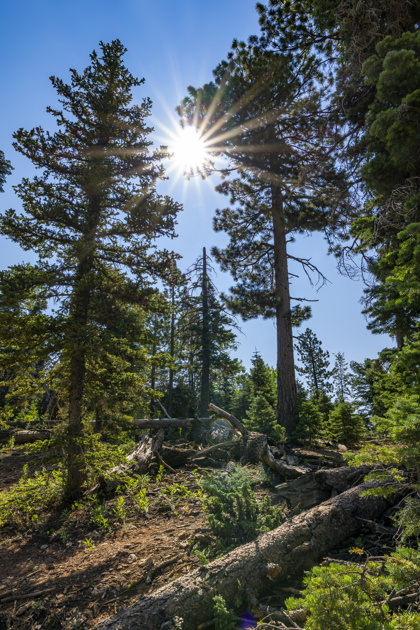 Hiking the scenic Cascade Falls Trail to see the waterfall at the end in the Dixie National Forest, Utah. Exploring the beautiful views of a vast valley of green pine trees while walking along a red-rock mountain ridge.