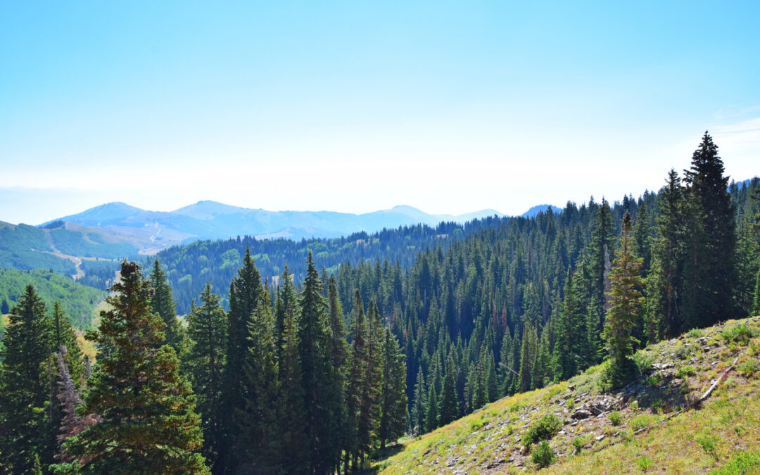 Why Elevation Matters: The Hidden Advantage of Mountain‑Grown Softwood